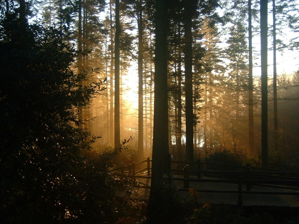 Early morning at centre Parcs, Longleat, Nr Warminster, Wiltshire