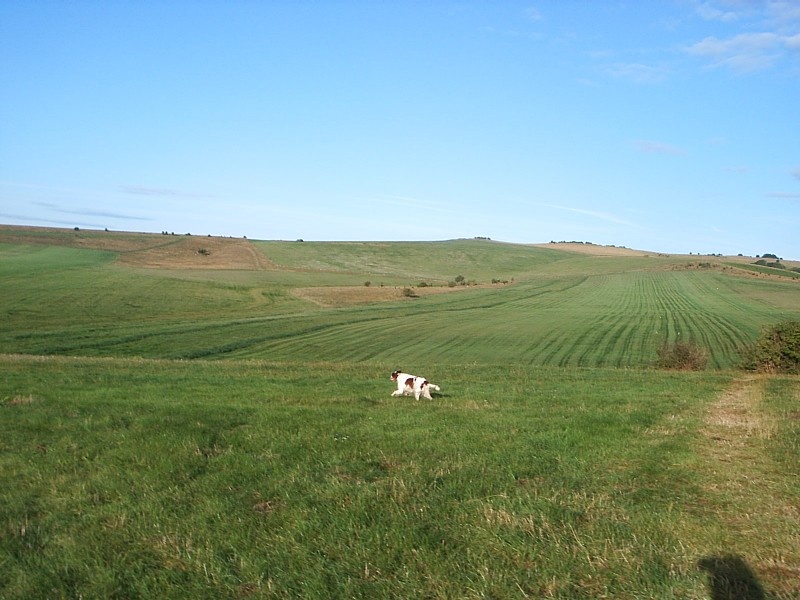 Photograph of Early morning on The Gallops, Beckhampton.