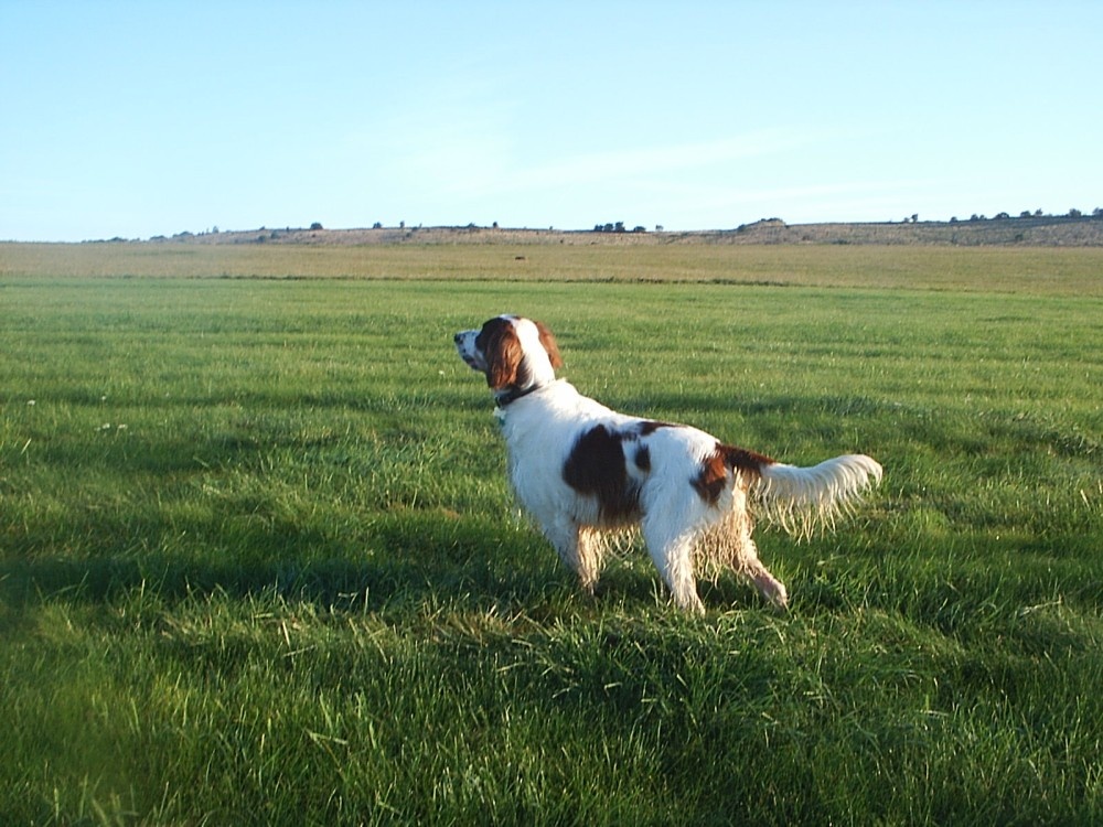 Photograph of Running Free on The Gallops, Beckhampton