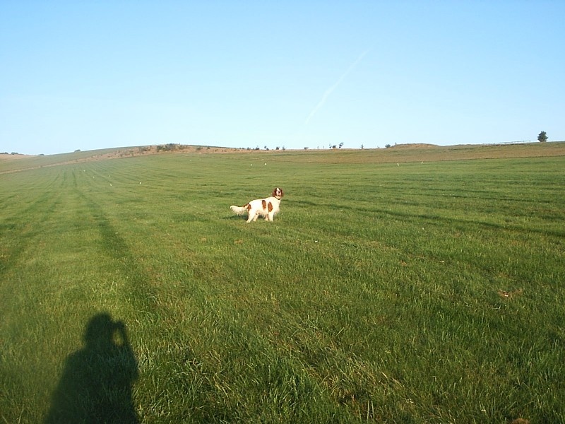 Photograph of Enjoying the freedom of The Gallops, Beckhampton