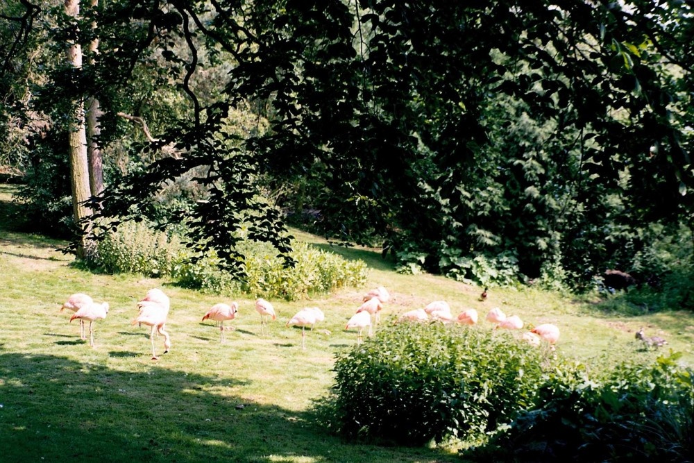 Harewood House in West Yorkshire - Bird Gardens, June 2005 photo by Anna Chaleva