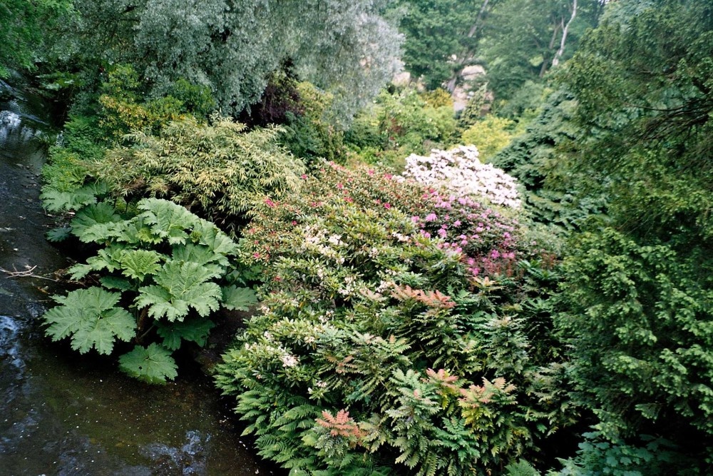 Harewood House in West Yorkshire - Himalayan Gardens, June 2005