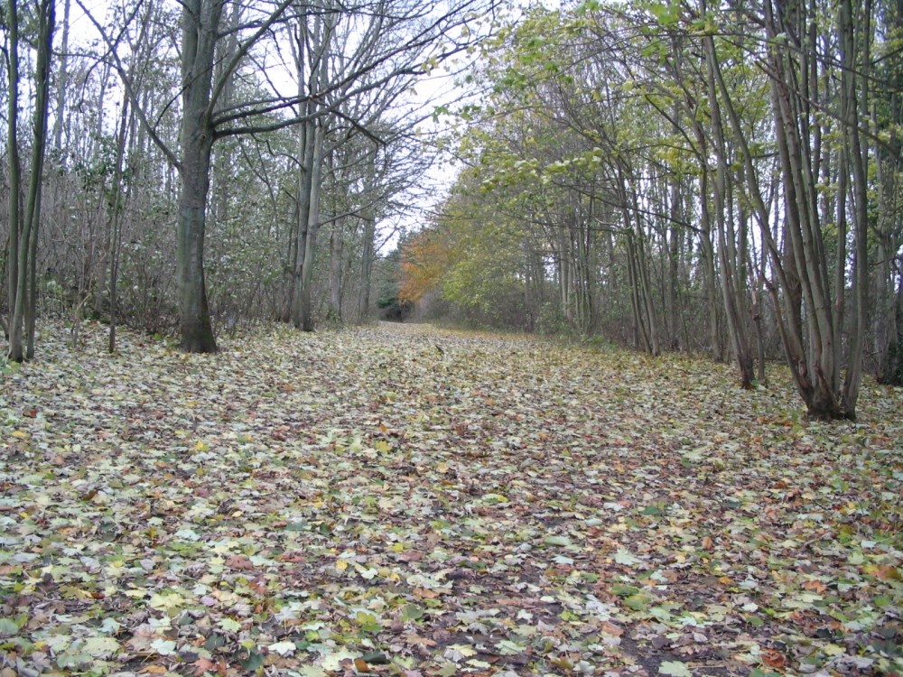Friston Forest, Seaford