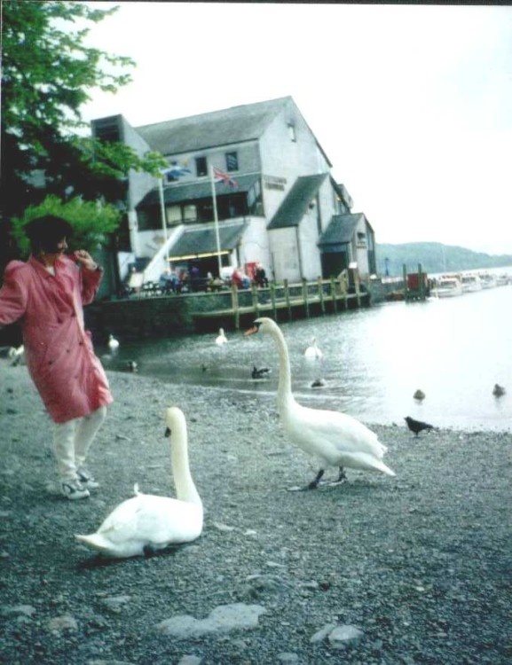 Swans, Bowness on Windermere