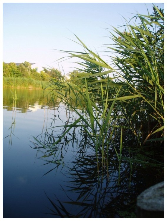 Radipole Lake, Weymouth, Dorset.
