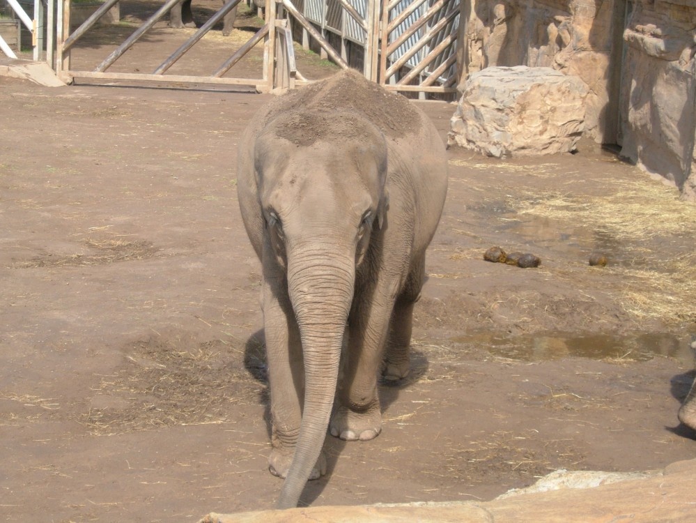Baby Elephant at Chester Zoo. 2005