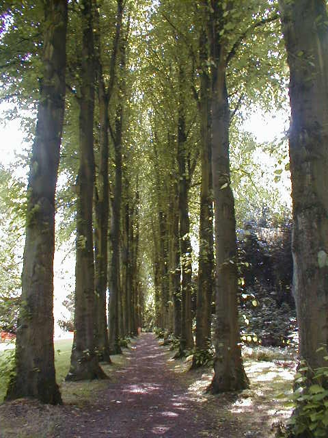 A line of trees leading to Wentworth Castle, Barnsley