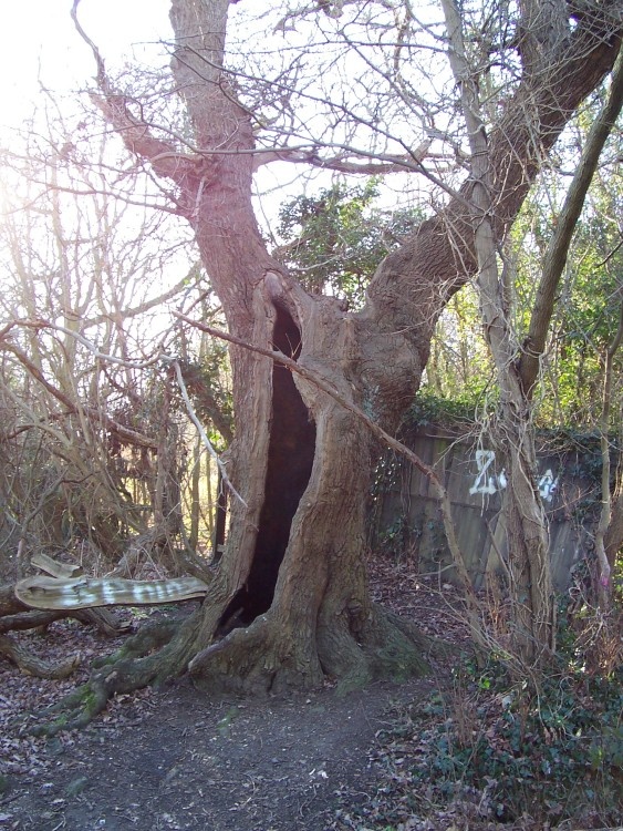 Horsenden Hill - Sudbury - Middlesex