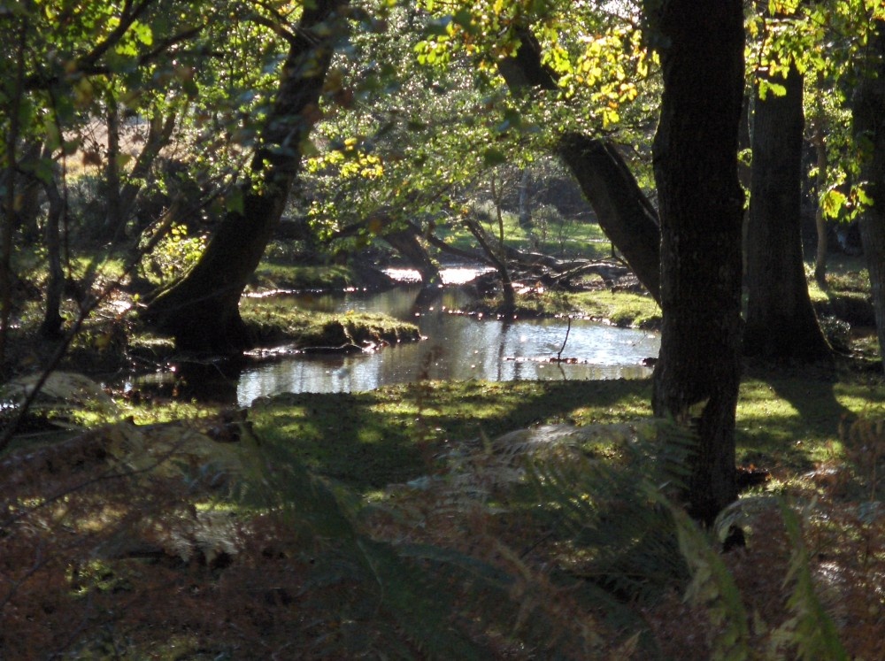 A stream in the New Forest - Autumn