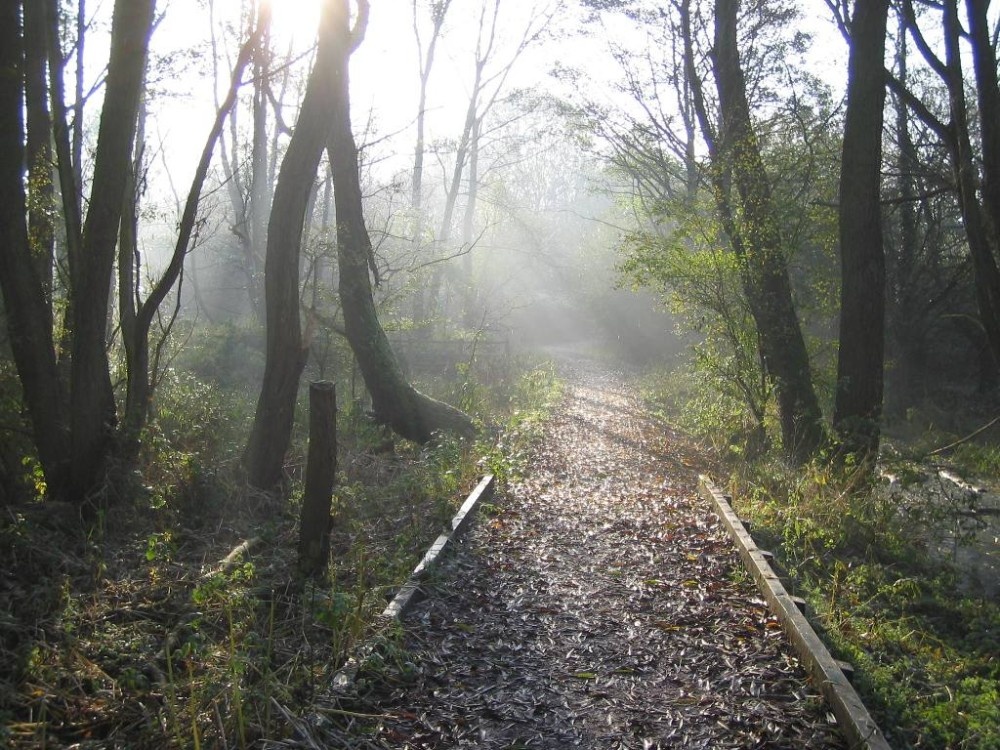 Photograph of The banks of the River Mersey, Didsbury