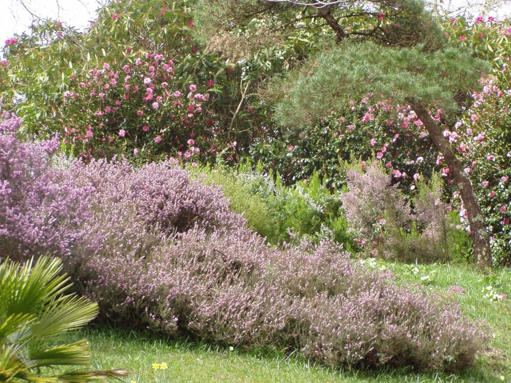Glendurgan Gardens, Tree Heather in flower in March