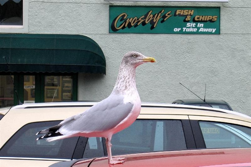 Seagull at Whitehaven Harbour, Cumbria. Nov 05
Canon Powershot S50