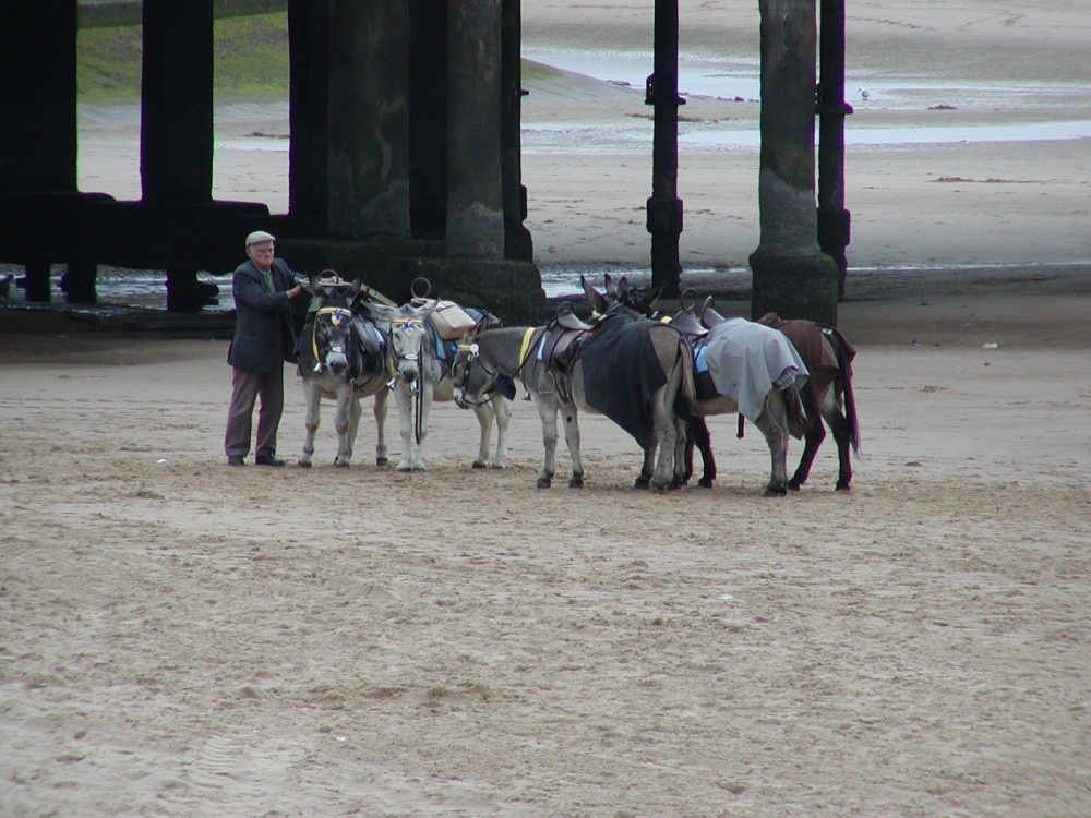 Donkey rides on the sea front at Blackpool.