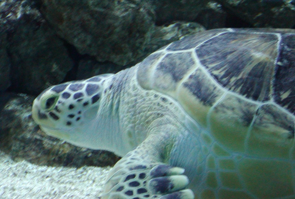 Turtle at the Tower Aquarium in Blackpool.