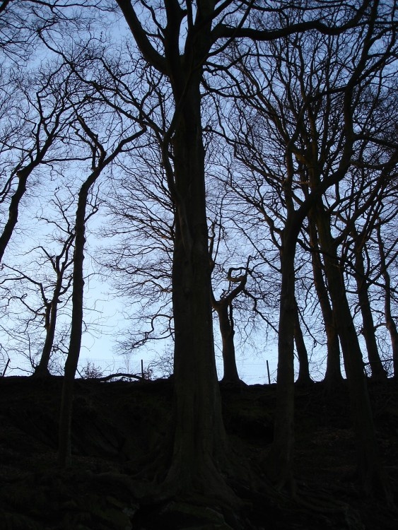 Sunnyhurst Woods in silhouette, Darwen, Lancashire.