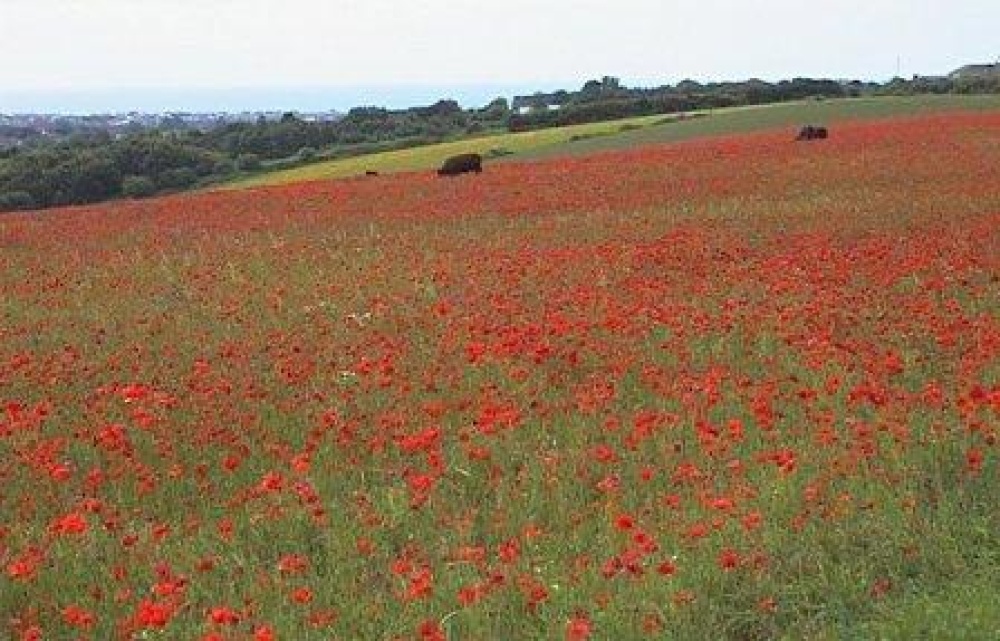 Photograph of Poppy fields, Lancing, West Sussex
