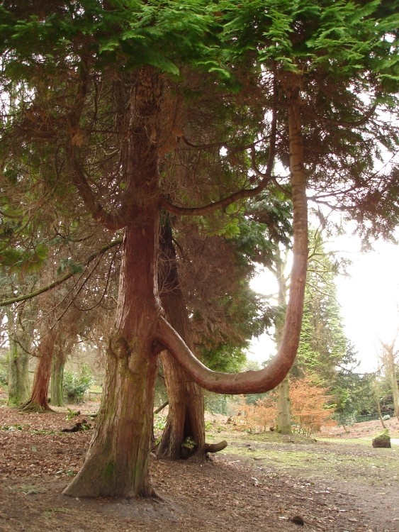 The Elephant's Trunk Tree. Whitehall Park, Darwen, Lancashire.