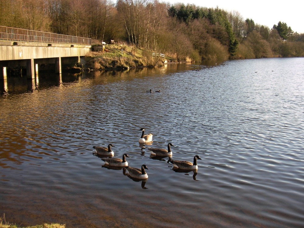 Canadian Geese on Turton reservoir, Lancashire. February 2006