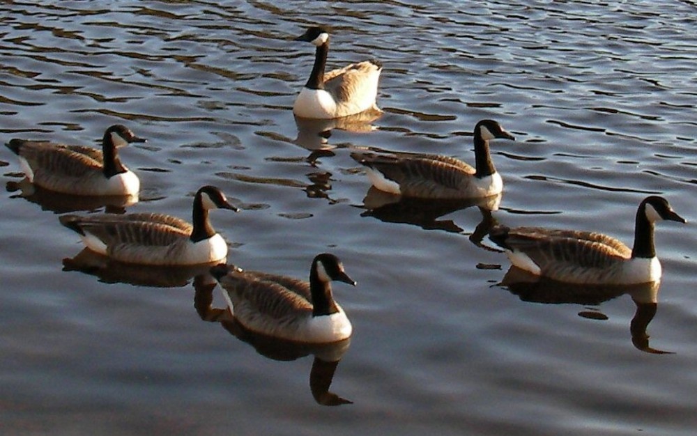 Ducks in line on Jumbles reservoir
