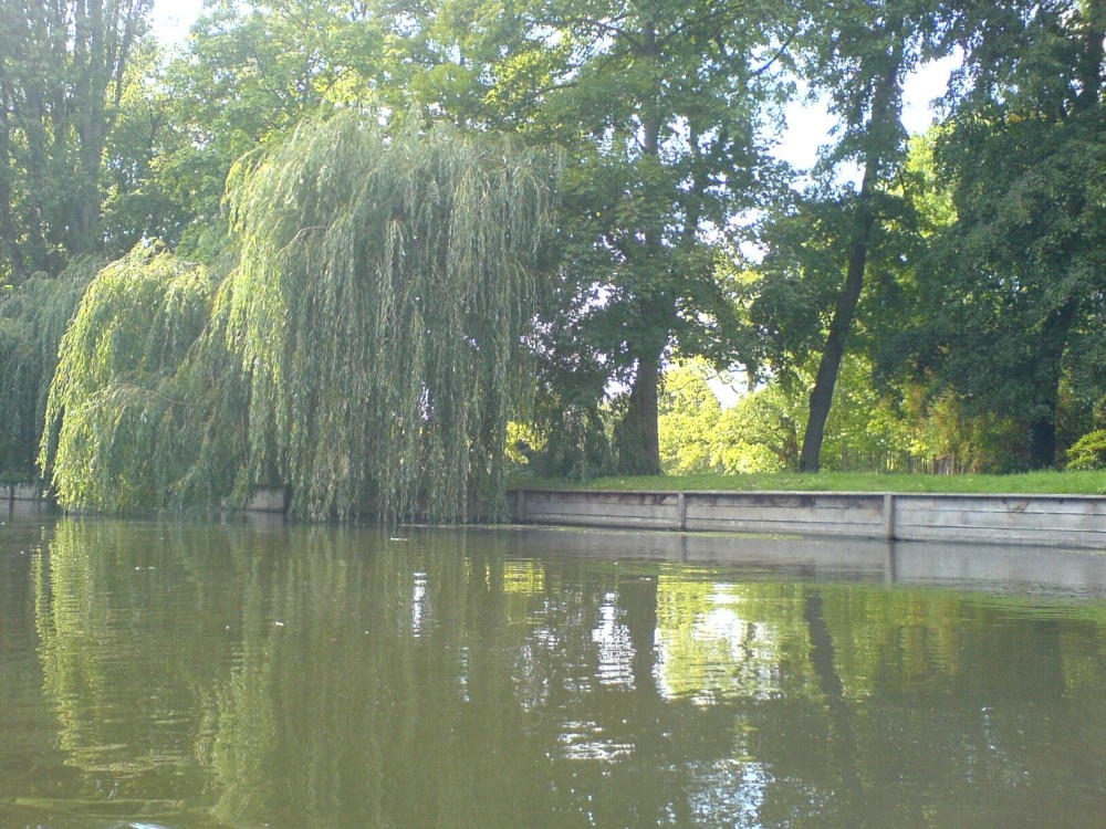 Weeping Willow on the Cam. Cambridge. September 2005