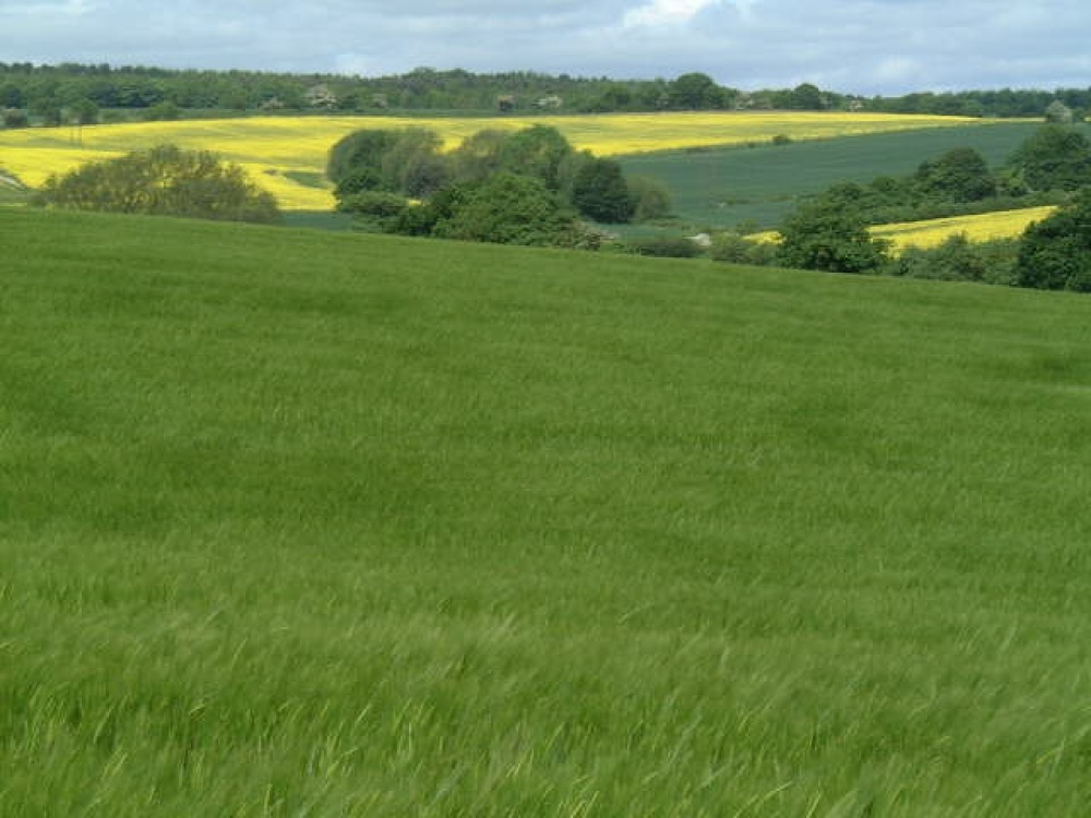 Clayton, summer views towards South Emsall