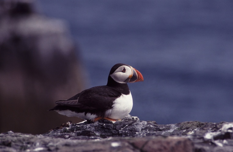 Farne Island - watching breeding Puffins in spring. The nation's favourite bird, for sure.