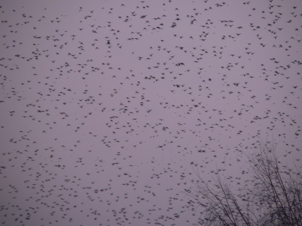 We are lucky to have this murmuration of Starlings in Chard this year