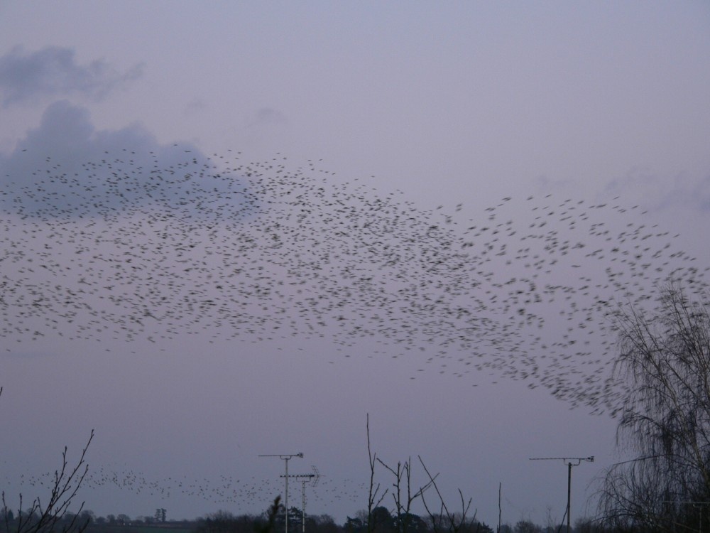 This is another pic of the murmuration, of Starlings in Chard, Somerset