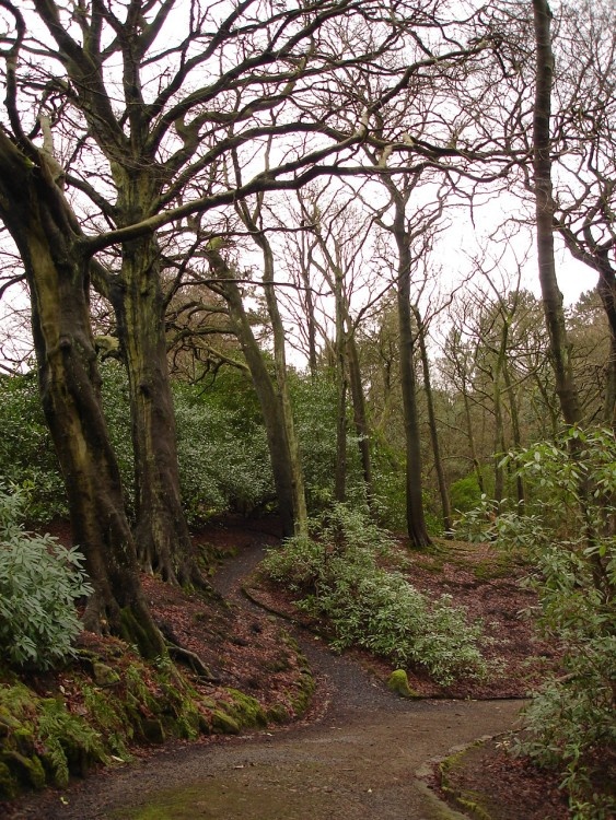 A Picture of Bold Venture,(Top),Park, Darwen, Lancashire.