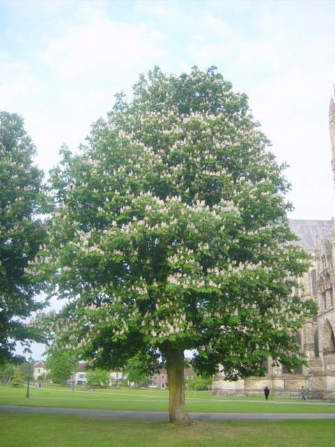 Salisbury, Wiltshire
