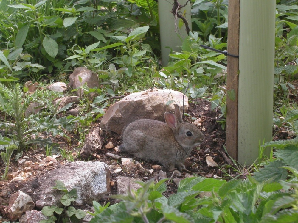 I took this pic during spring 2005 around the country lanes in Somerset