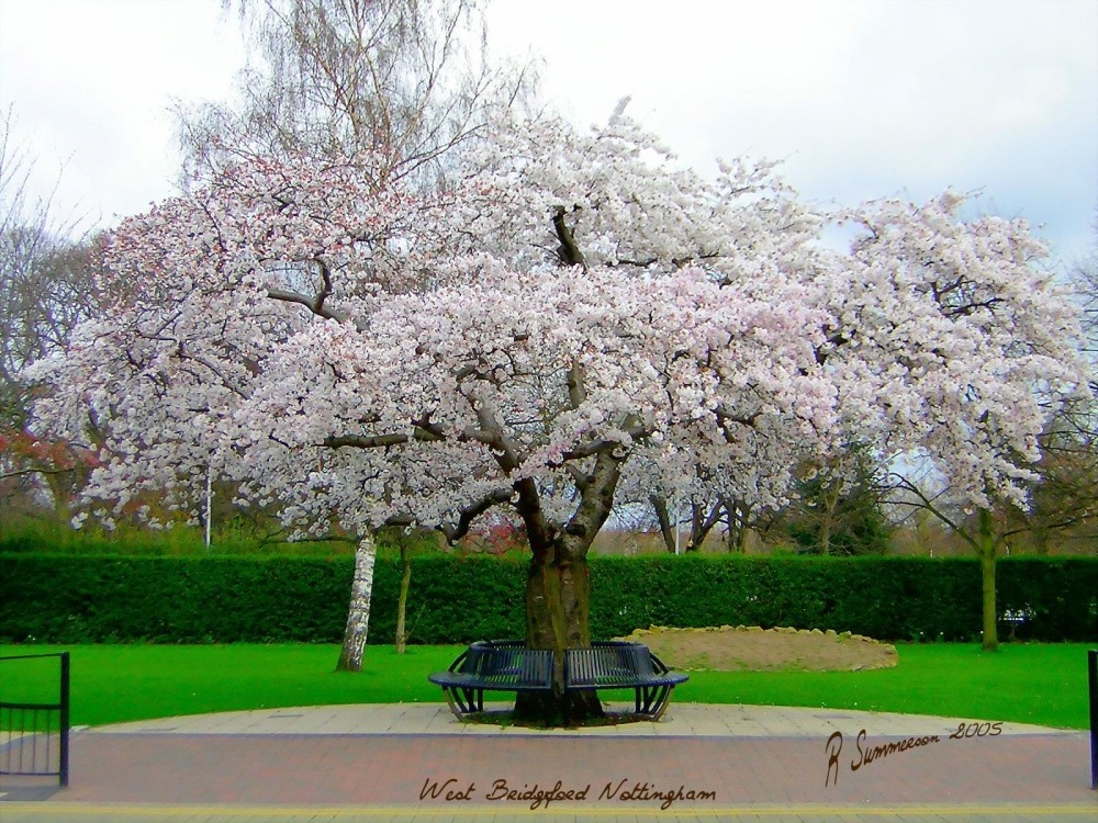 Cherry tree in Central Avenue, West Bridgford, Nottingham 2005