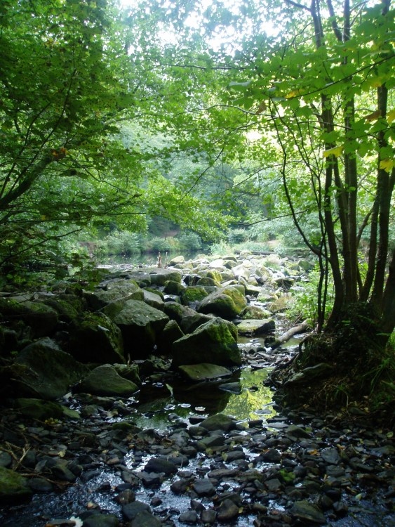 Fingle bridge, riverwalk, Drewsteignton, Devon.