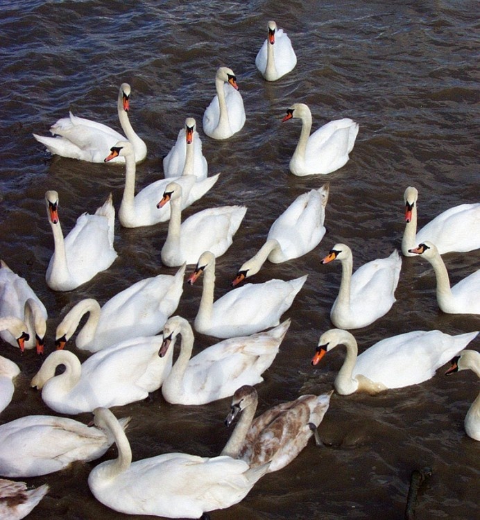 The River Thames foreshore at New Tavern Fort, Gravesend, is the home of about 40 swans.