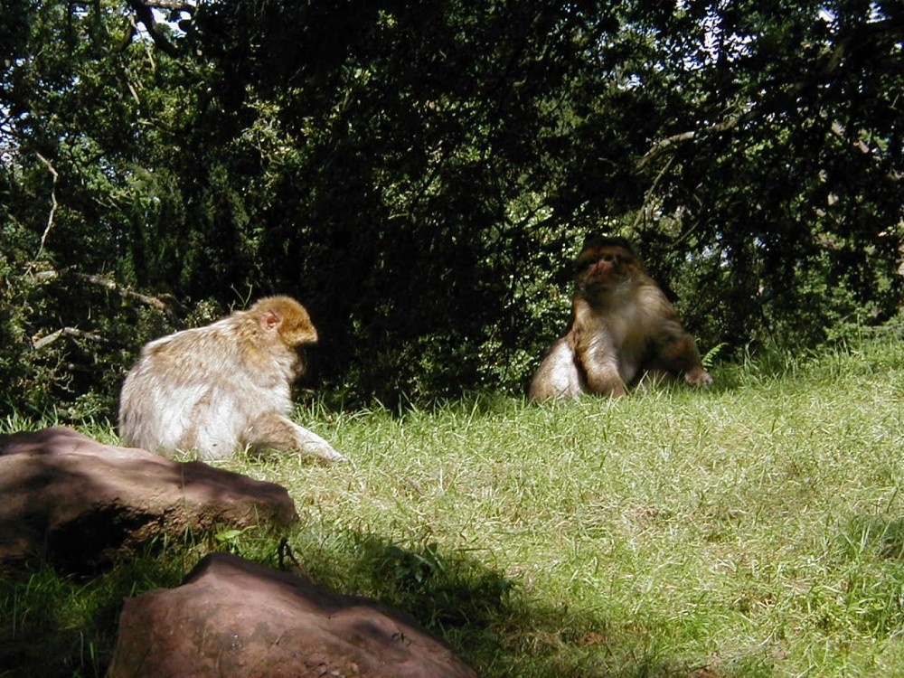 Photograph of Monkey Forest, Trentham, near Stoke on Trent, Staffordshire