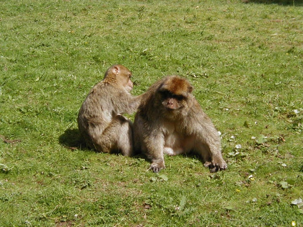 Monkey Forest, Trentham, near Stoke on Trent, Staffordshire
