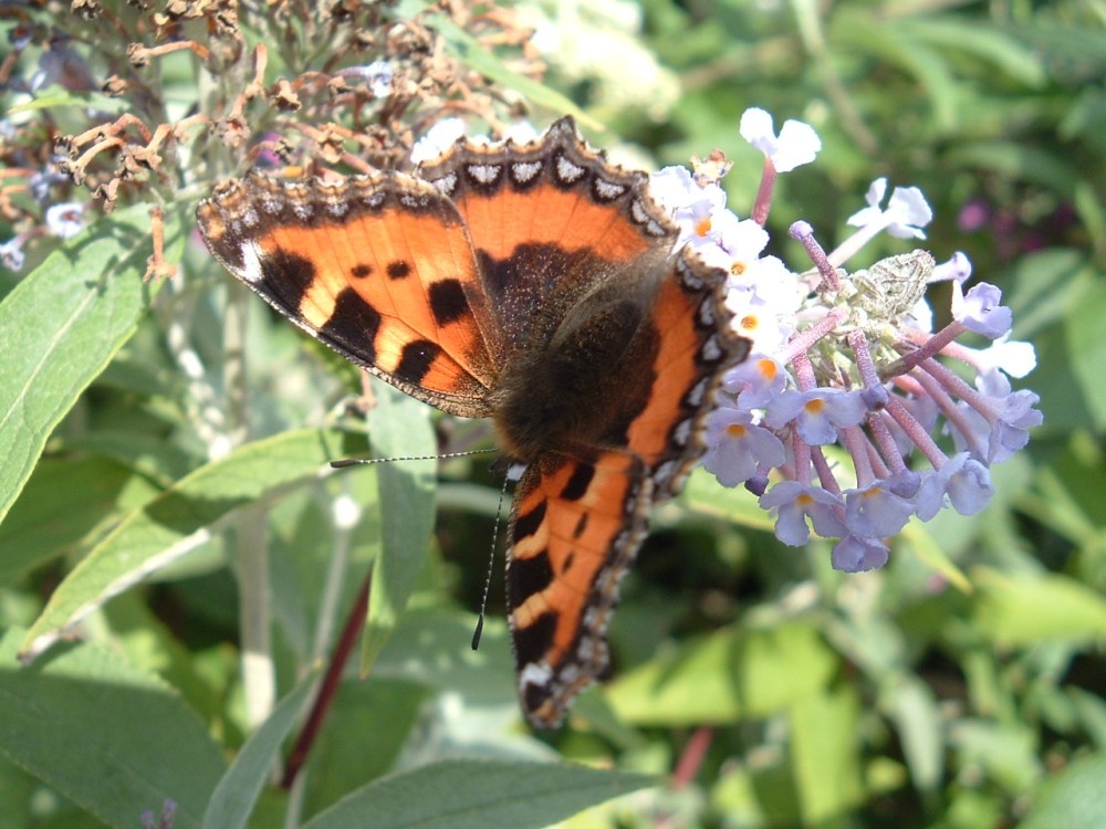 Butterfly: Warminster Park