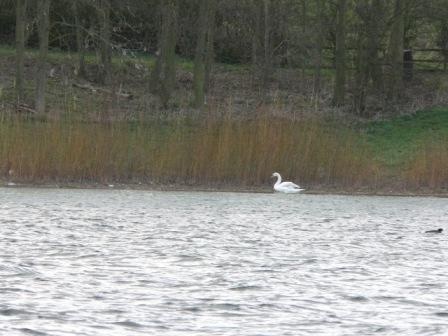 Draycote Water in April