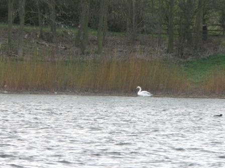 Draycote Water in April