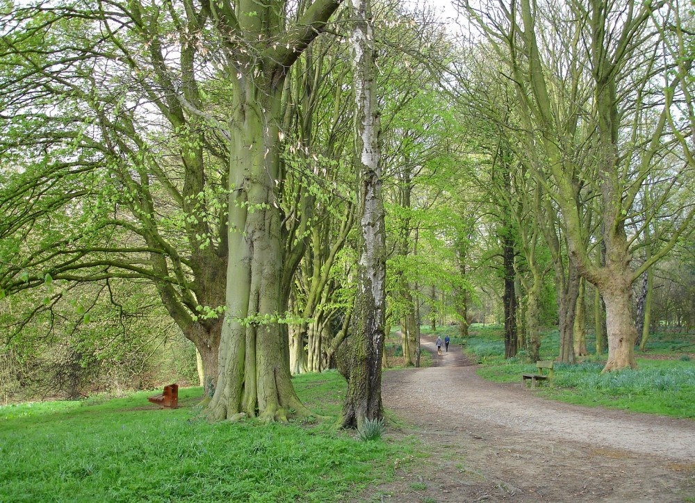 Woodland walk at Shipley Hill, Shipley Country Park, Derbyshire