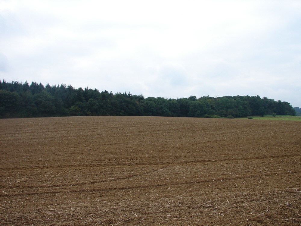 Badby Woods.  Pictures by David Graham Adkins, Chippenham, Wiltshire