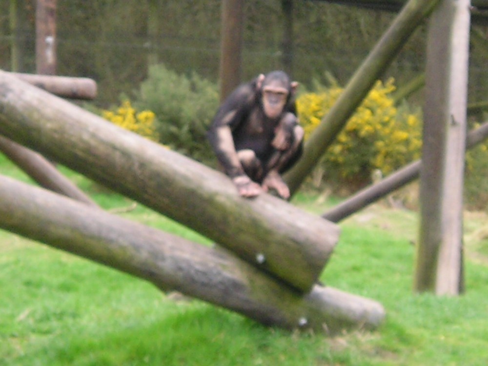 Monkey World Ape Rescue Centre in Wareham, Dorset