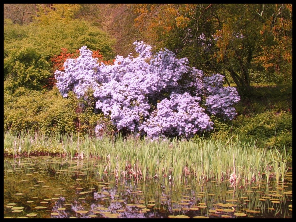 Garden in Stourhead, Wiltshire