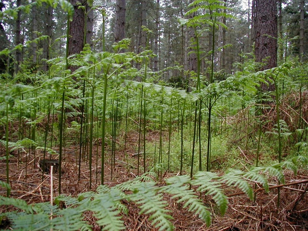 Shouldham, Norfolk. In the woods.