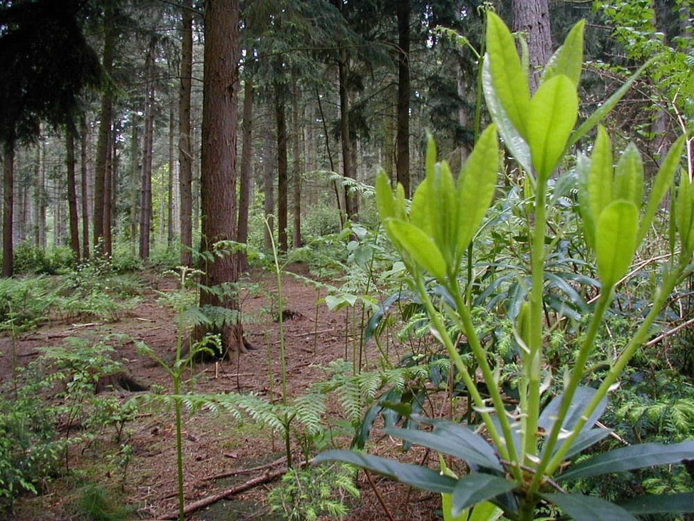 Shouldham, Norfolk. In the woods..