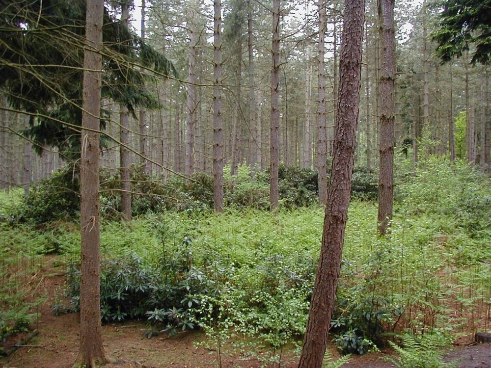 Shouldham, Norfolk. In the woods.