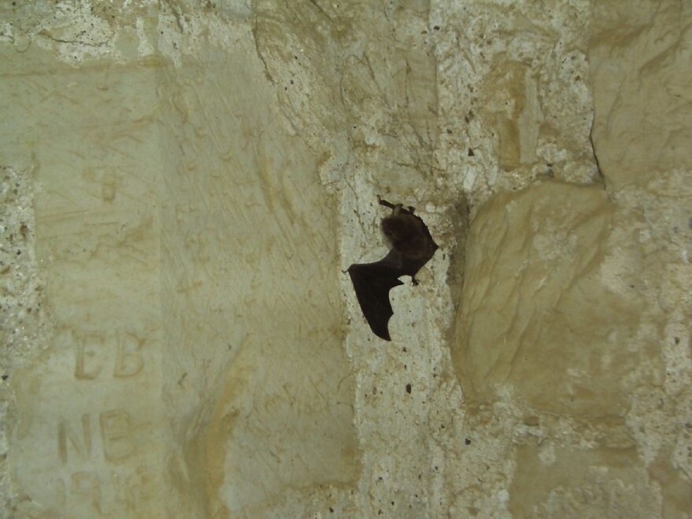 A bat on the wall of a tower in Bodiam Castle, E. Sussex.