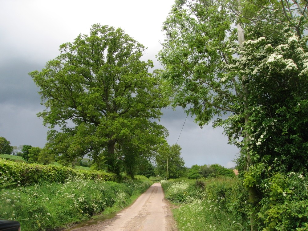 Dalwood, Devon. Country lanes near to the village