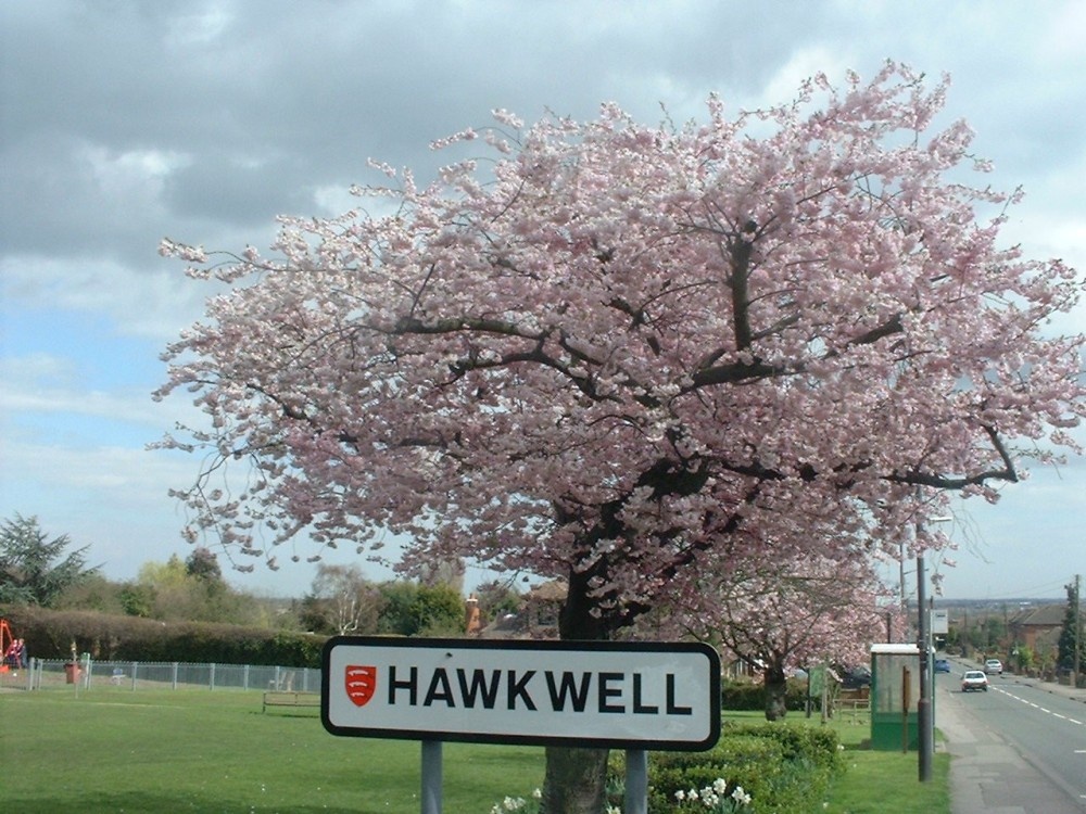 Springtime, Hawkwell Common, Essex