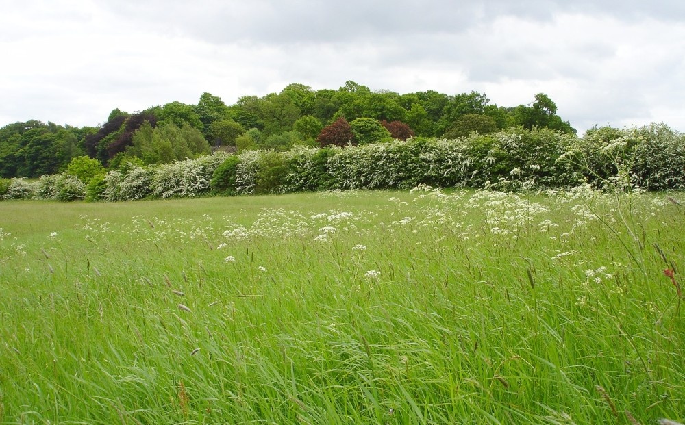Looking towards Shipley Hill from a meadow in Spring, Shipley Country Park, Derbyshire
